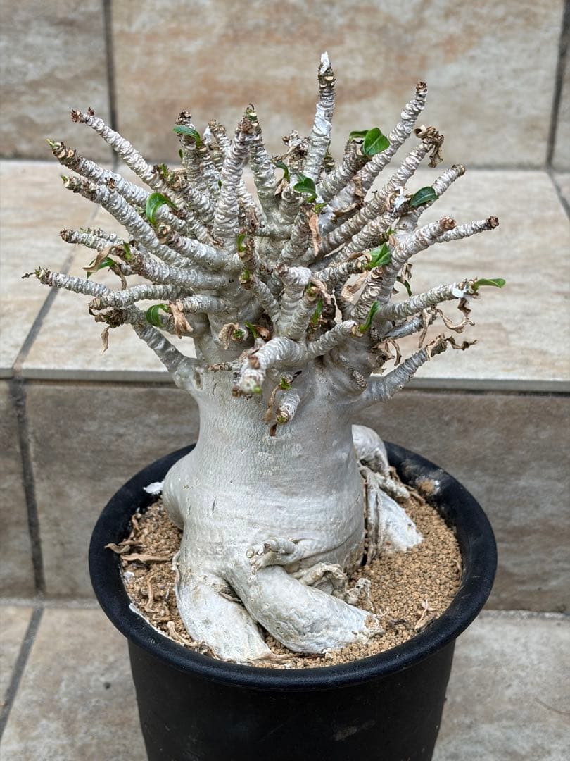 【セール】アデニウム　アラビカム　約5号鉢　No.013　鉢、送料込