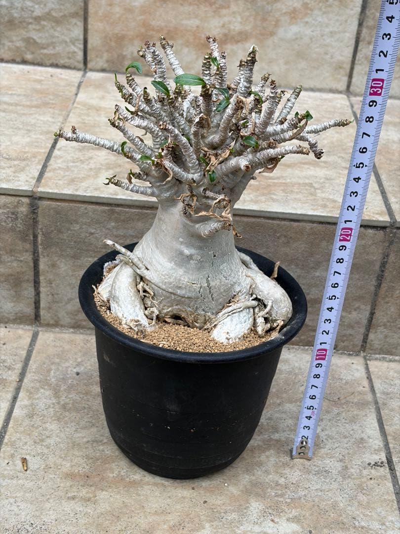 【セール】アデニウム　アラビカム　約5号鉢　No.013　鉢、送料込