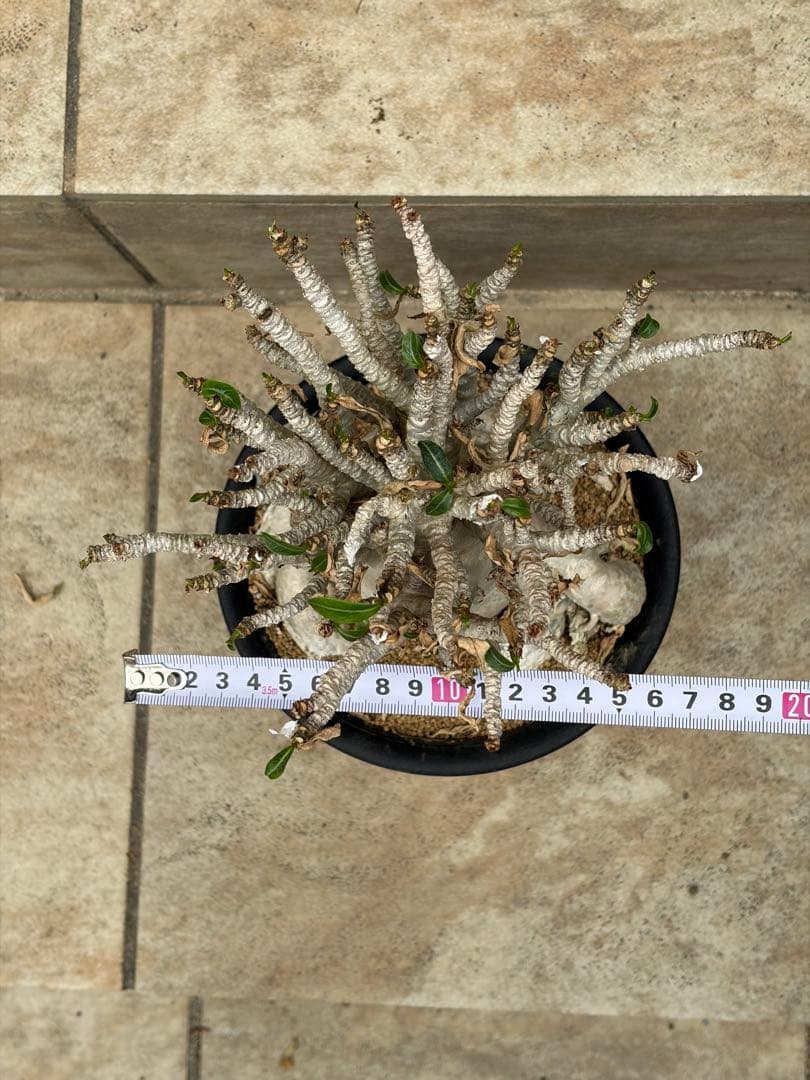 【セール】アデニウム　アラビカム　約5号鉢　No.013　鉢、送料込