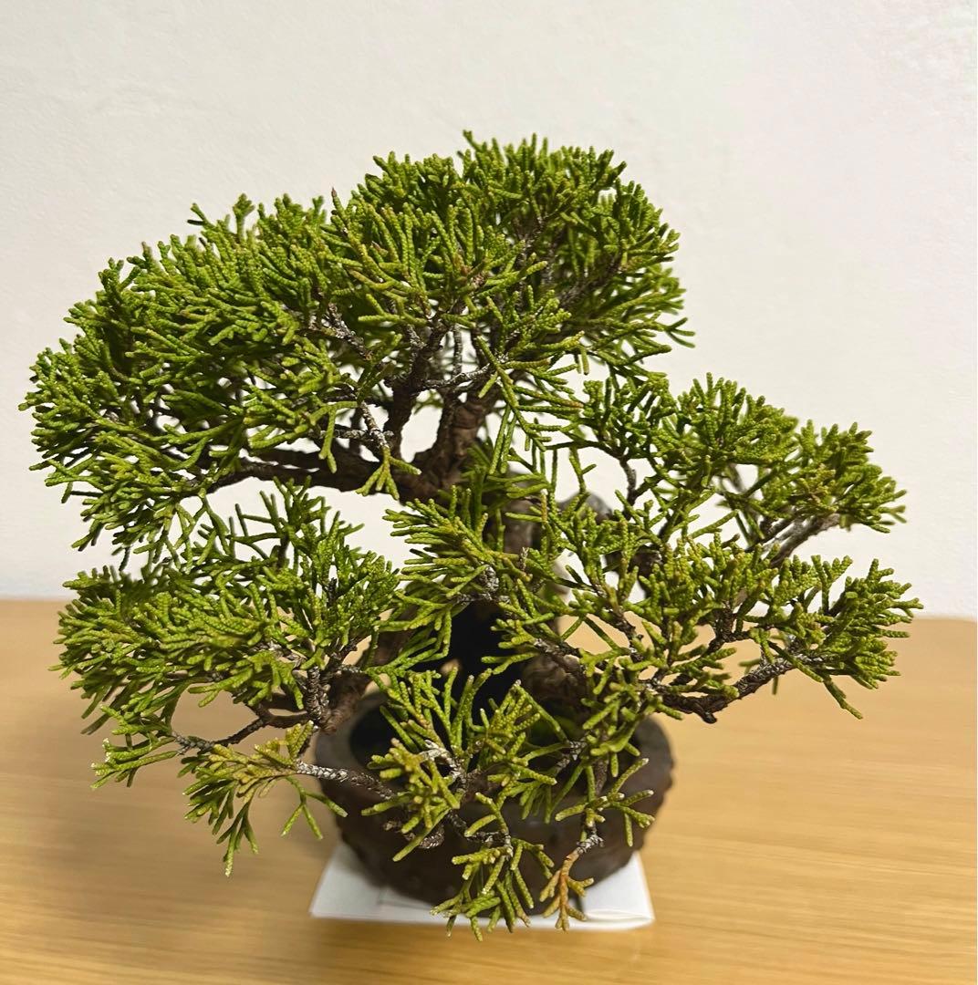 糸魚川真柏/盆栽