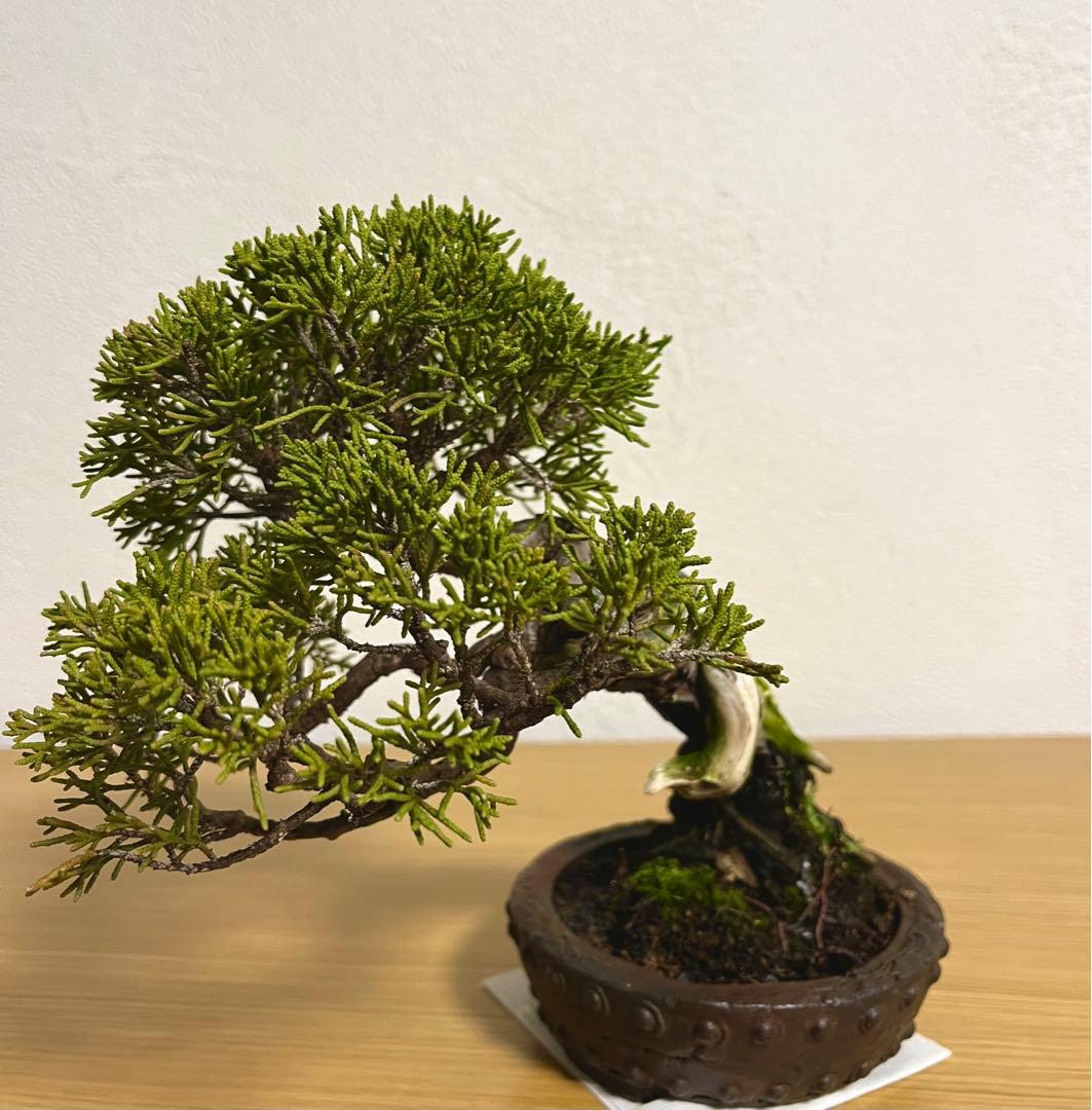 糸魚川真柏/盆栽