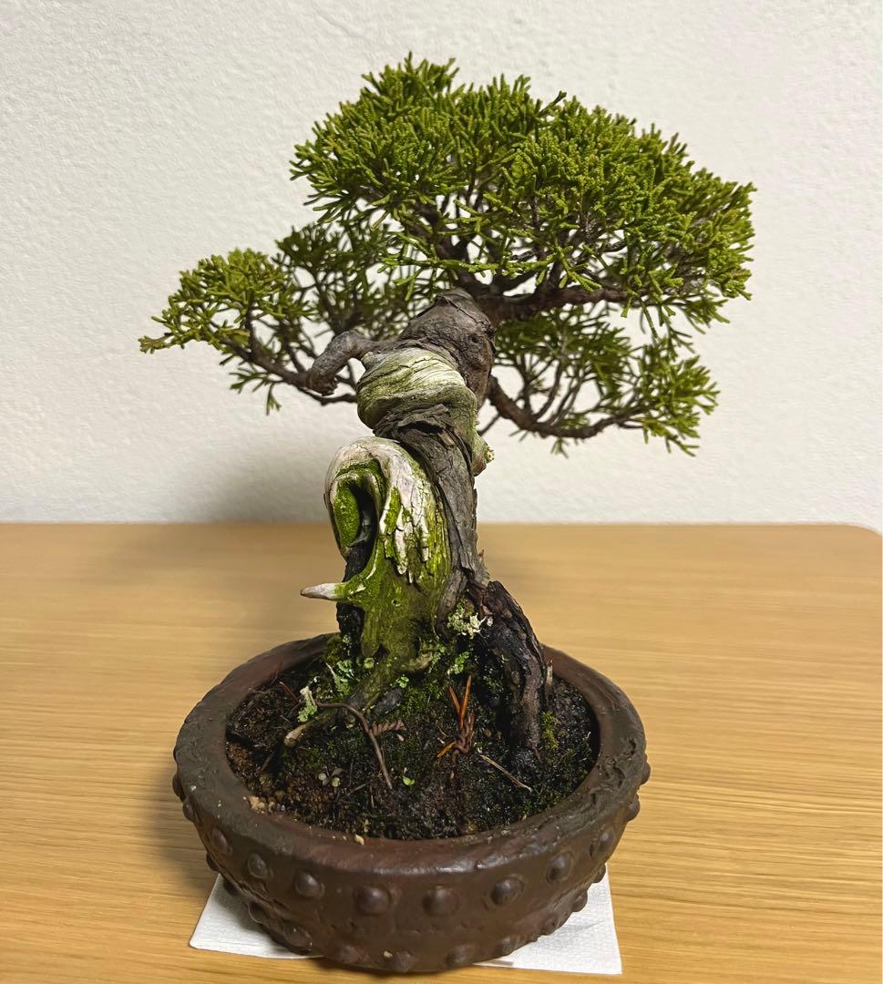 糸魚川真柏/盆栽