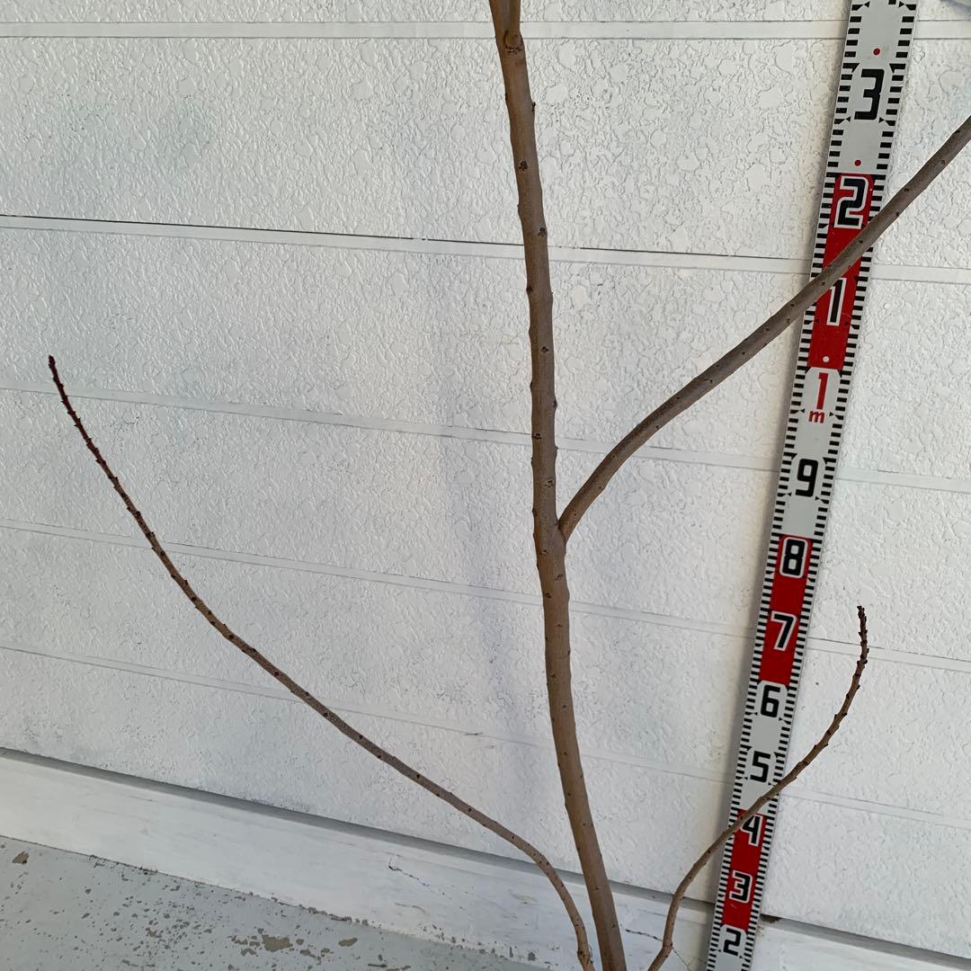 スモークツリー　マロンシュシュ　雌株　煙の木　苗木　花木　56