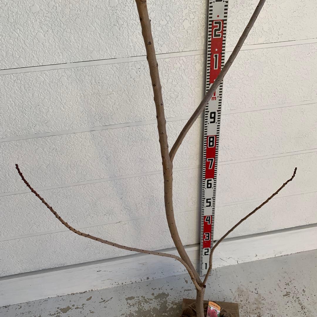 スモークツリー　マロンシュシュ　雌株　煙の木　苗木　花木　56