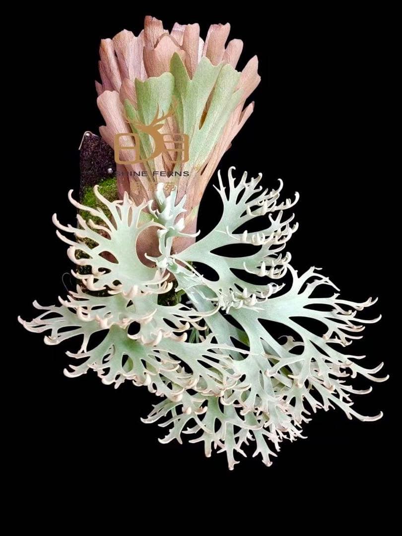 ビカクシダ p.willinckii Totoro sporeling special