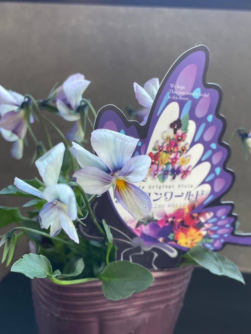 【花苗】パピヨンワールド　水色　ビオラ　花苗うえた　レアカラー　ポット毎発送