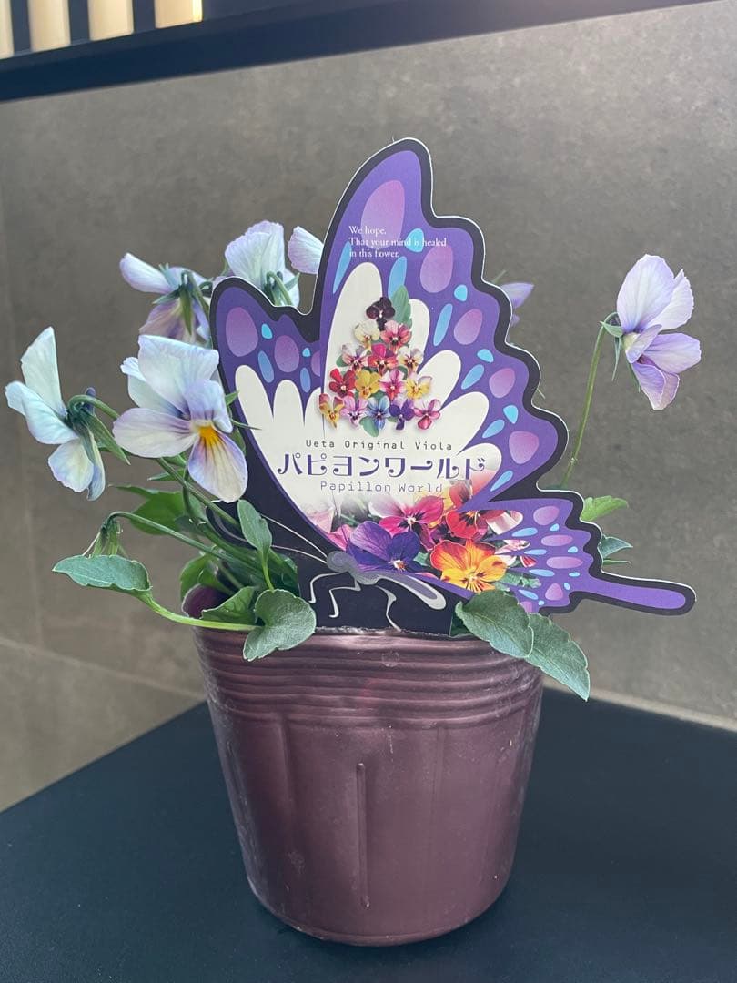 【花苗】パピヨンワールド　水色　ビオラ　花苗うえた　レアカラー　ポット毎発送