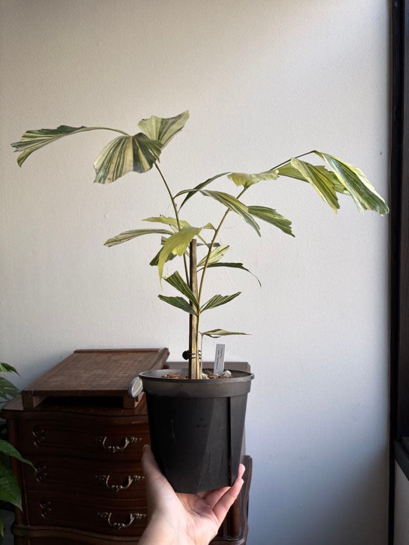 大株 クジャクヤシ斑入り Caryota mitis variegated 5号