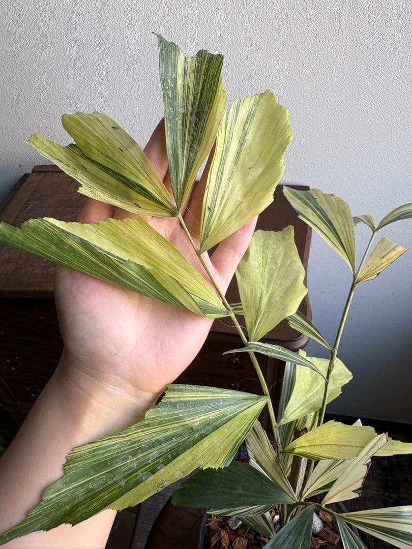 大株 クジャクヤシ斑入り Caryota mitis variegated 5号