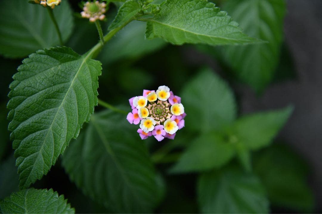 値下げAF-S NIKKOR 24-85mm f/3.5-4.5G ED VR