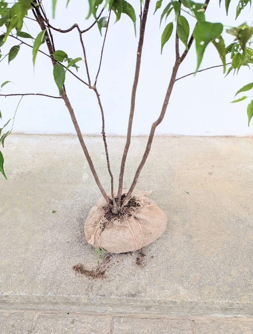 極美。山採りハイノキ。