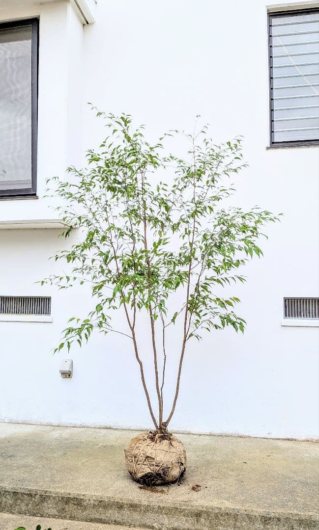 極美。山採りハイノキ。