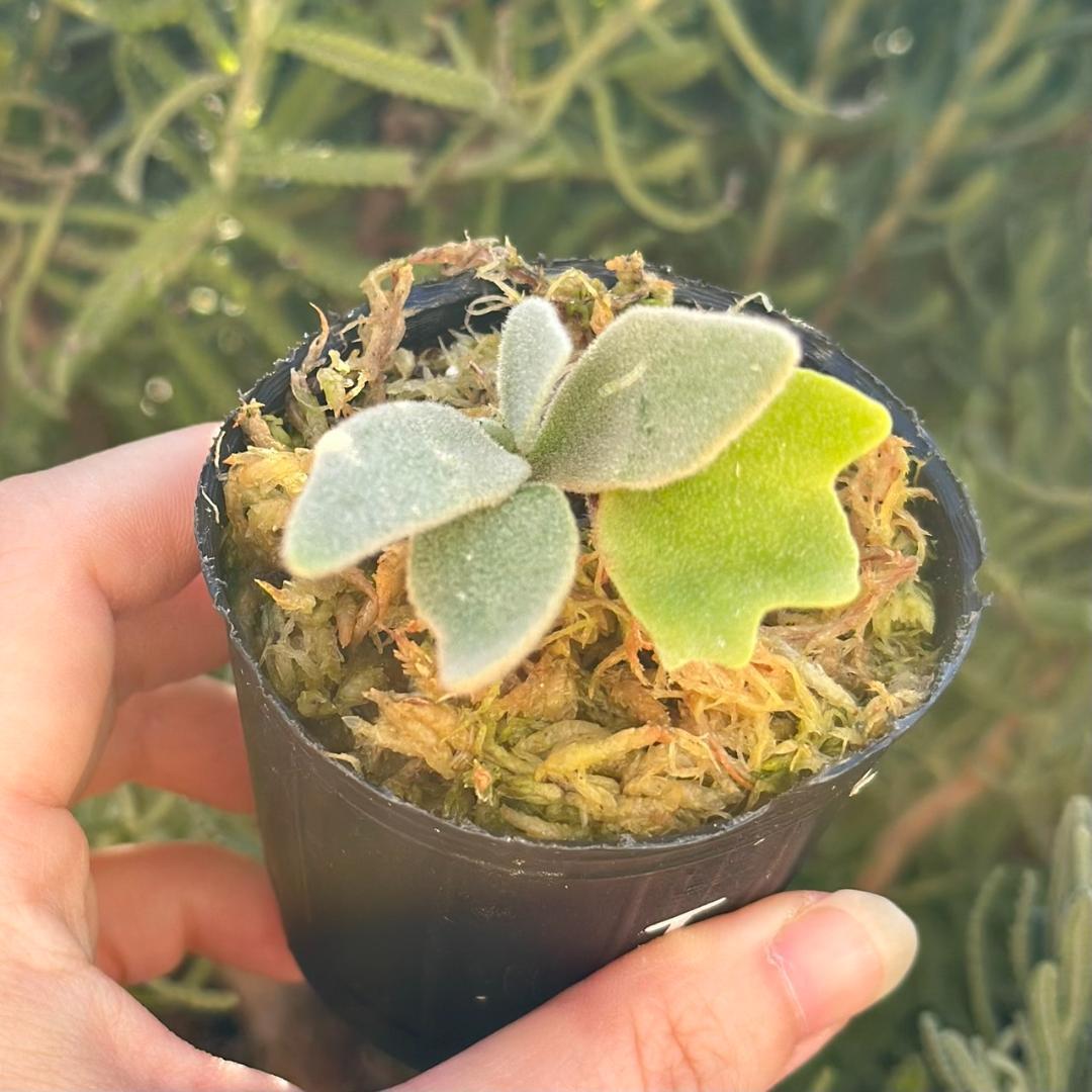 速達！P.willinckii Frosty Maiden Spore 03