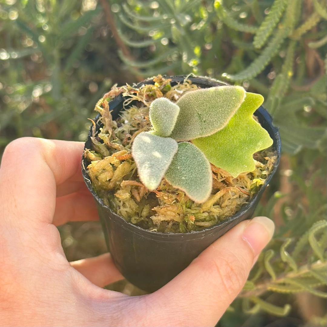 速達！P.willinckii Frosty Maiden Spore 03