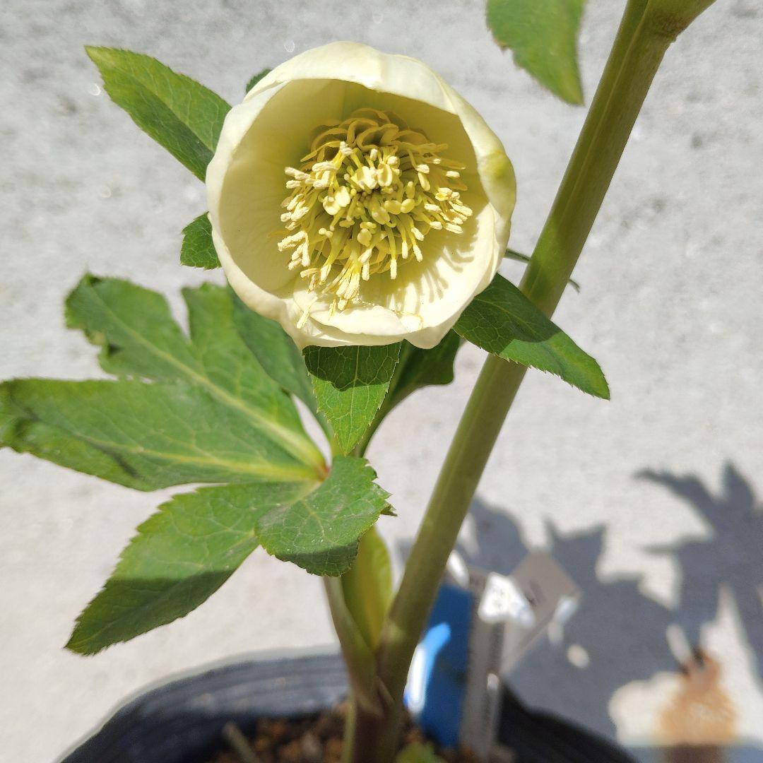 クリスマスローズ(毬姫セミ)専用となりました。