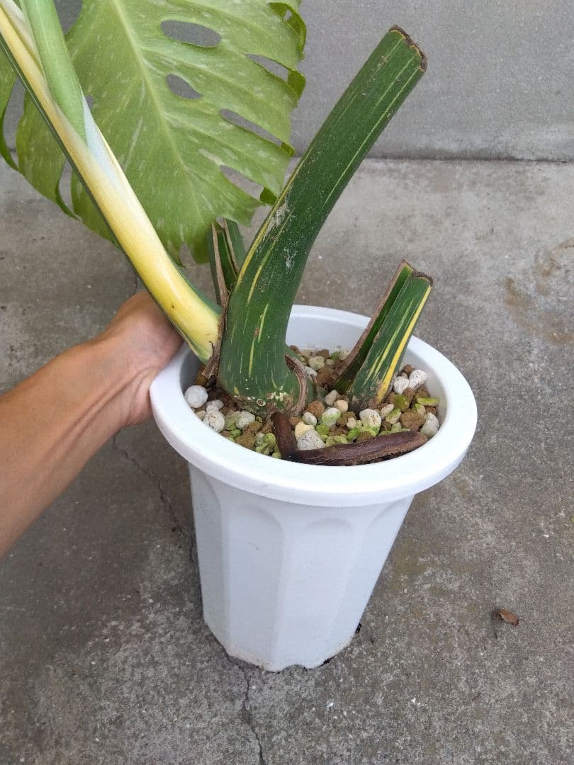 モンステラ　イエローモンスター　斑入り　７号鉢つき　巨大葉❗