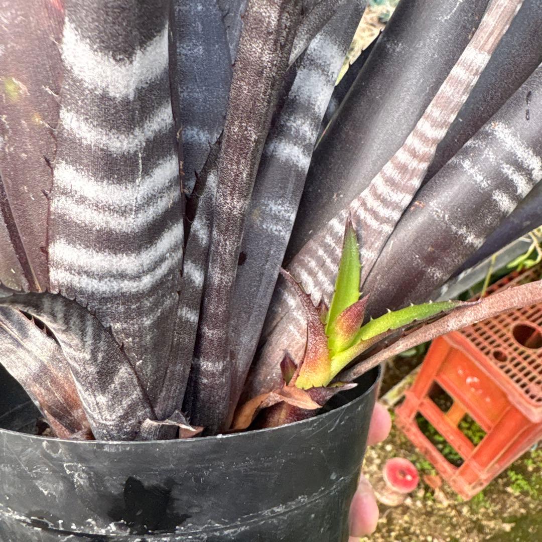 ビルベルギア　ダースベイダー　特大株