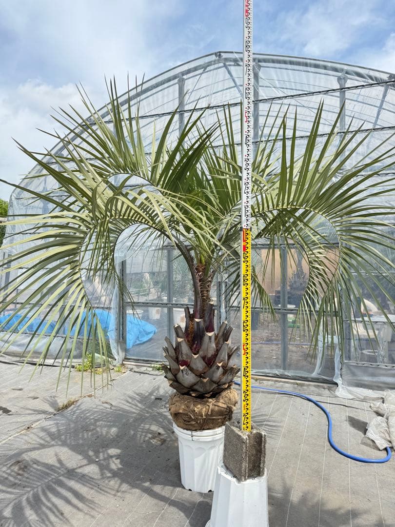 ココスヤシシルバーリーフ 【極太】葉先170cm 幹回り125cm 幹高50cm