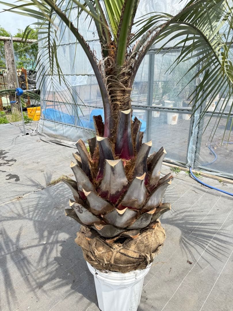 ココスヤシシルバーリーフ 【極太】葉先170cm 幹回り125cm 幹高50cm