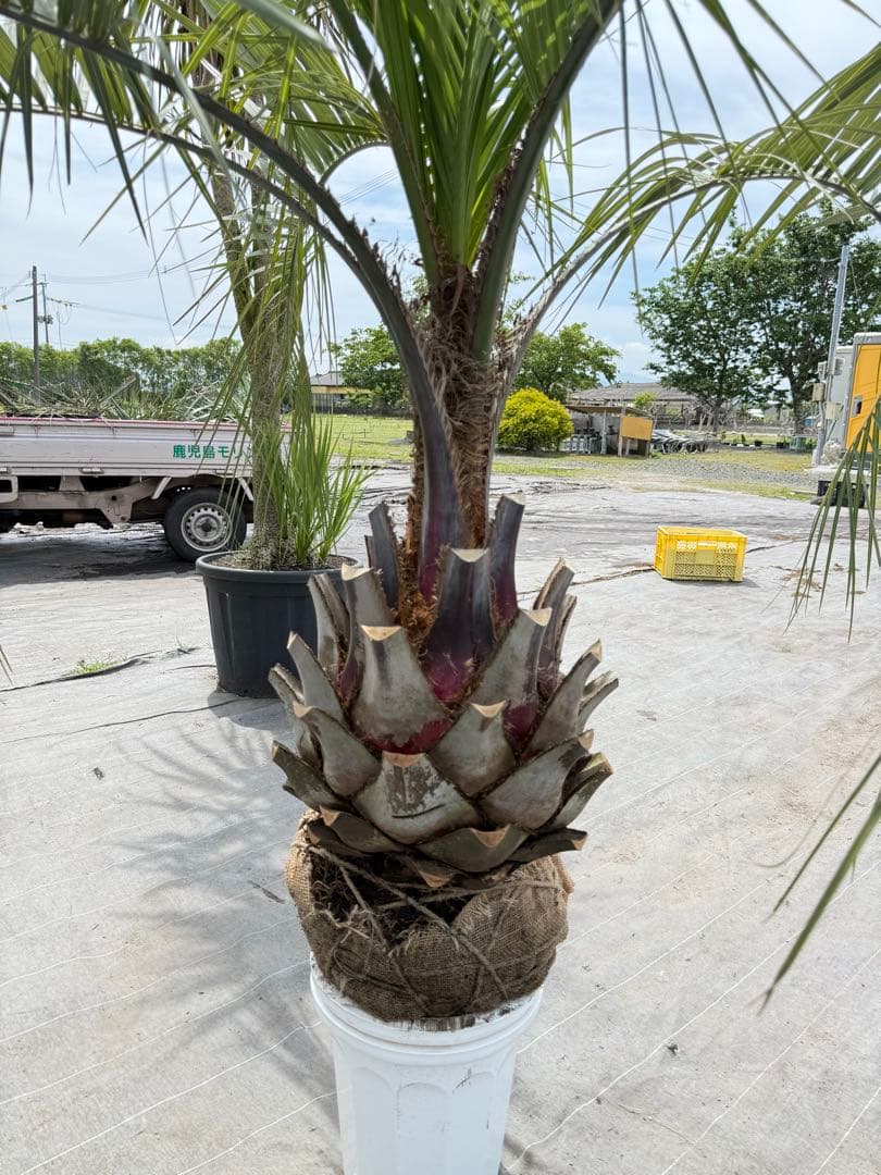 ココスヤシシルバーリーフ 【極太】葉先170cm 幹回り125cm 幹高50cm
