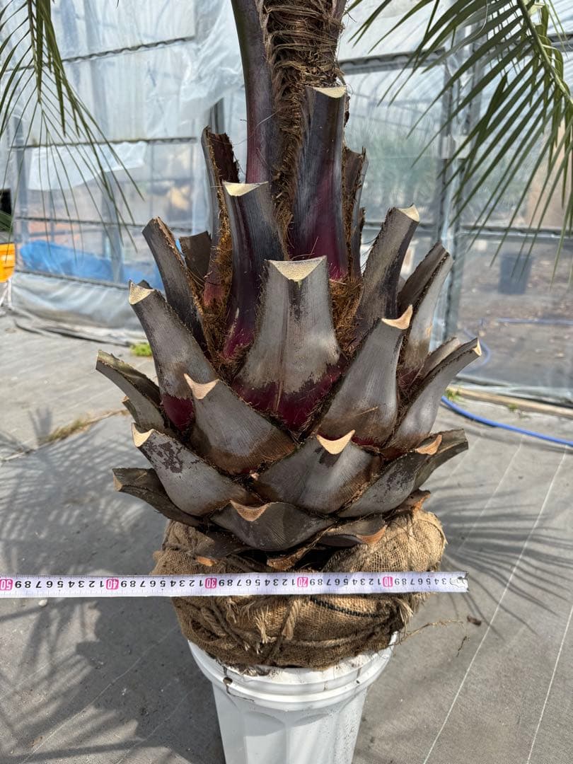 ココスヤシシルバーリーフ 【極太】葉先170cm 幹回り125cm 幹高50cm