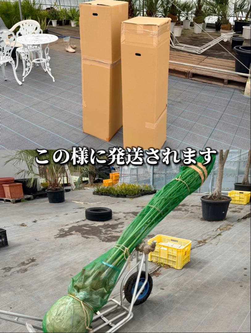 ココスヤシシルバーリーフ 【極太】葉先170cm 幹回り125cm 幹高50cm