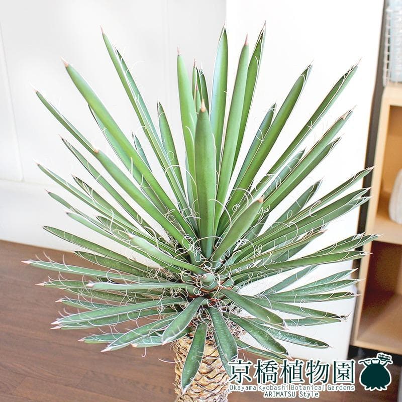 【現品】ユッカ・フィリフェラ　古木　10号（1）