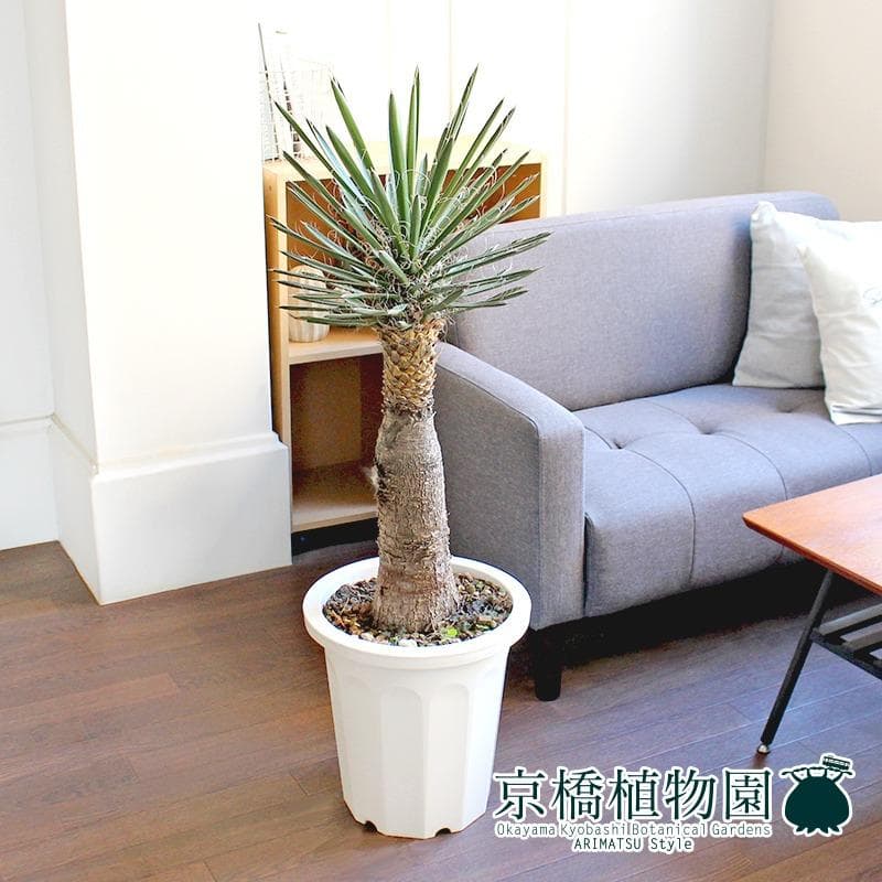 【現品】ユッカ・フィリフェラ　古木　10号（1）