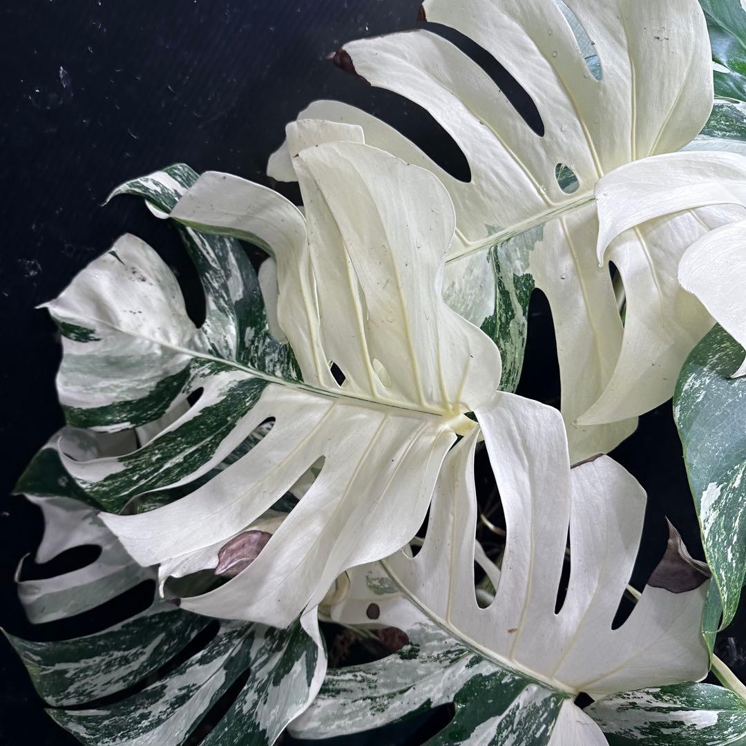 斑入りモンステラ ホワイトタイガー極美大株90cm白斑多レア