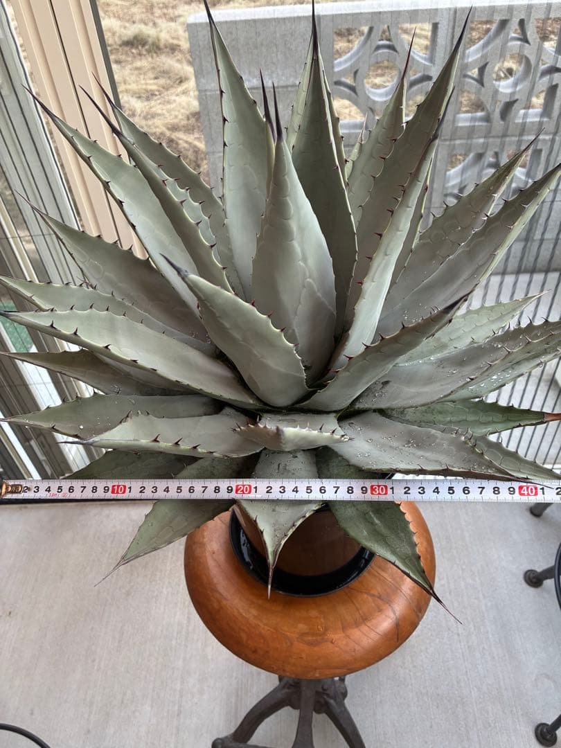 アガベ パリー　吉祥天　大株