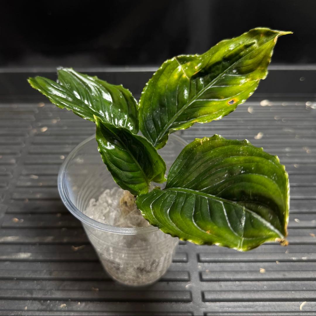 特別企画　新春セール　Aglaonema アグラオネマ　トリカラー　メタリカ　①