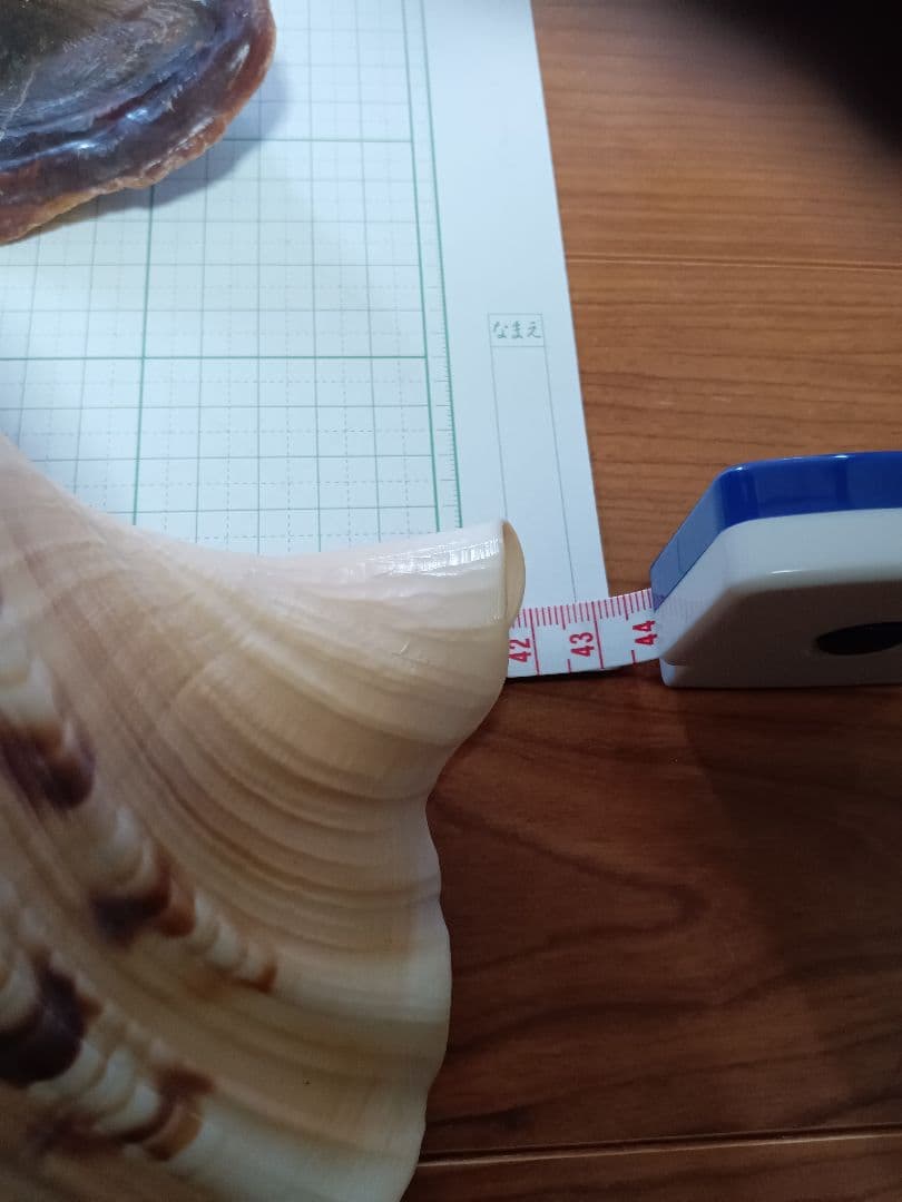 貝殻標本　法螺貝