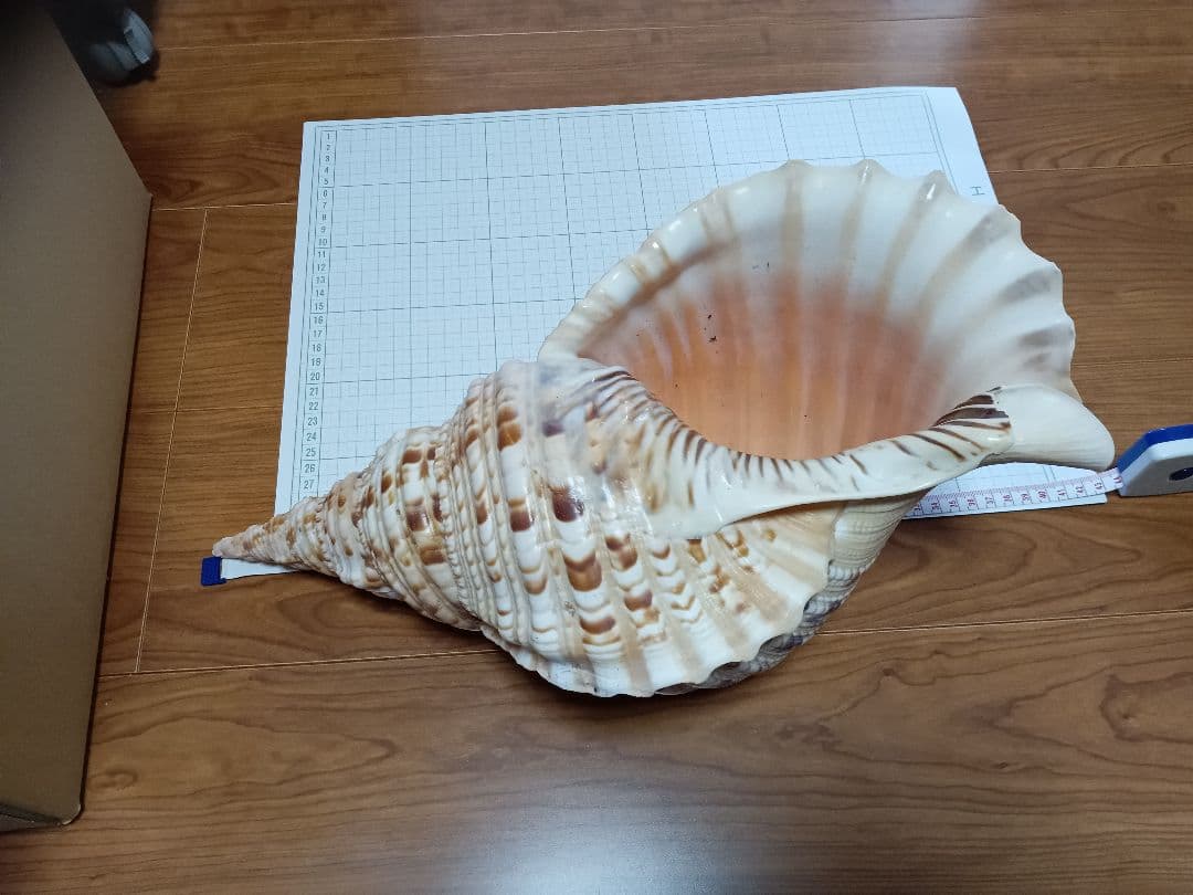 貝殻標本　法螺貝