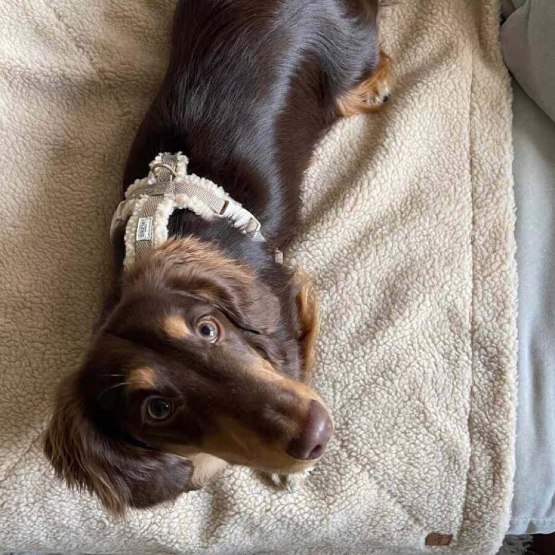 DREW's テディー ハーネス グレージュ S おしゃれ 犬 ペット 散歩