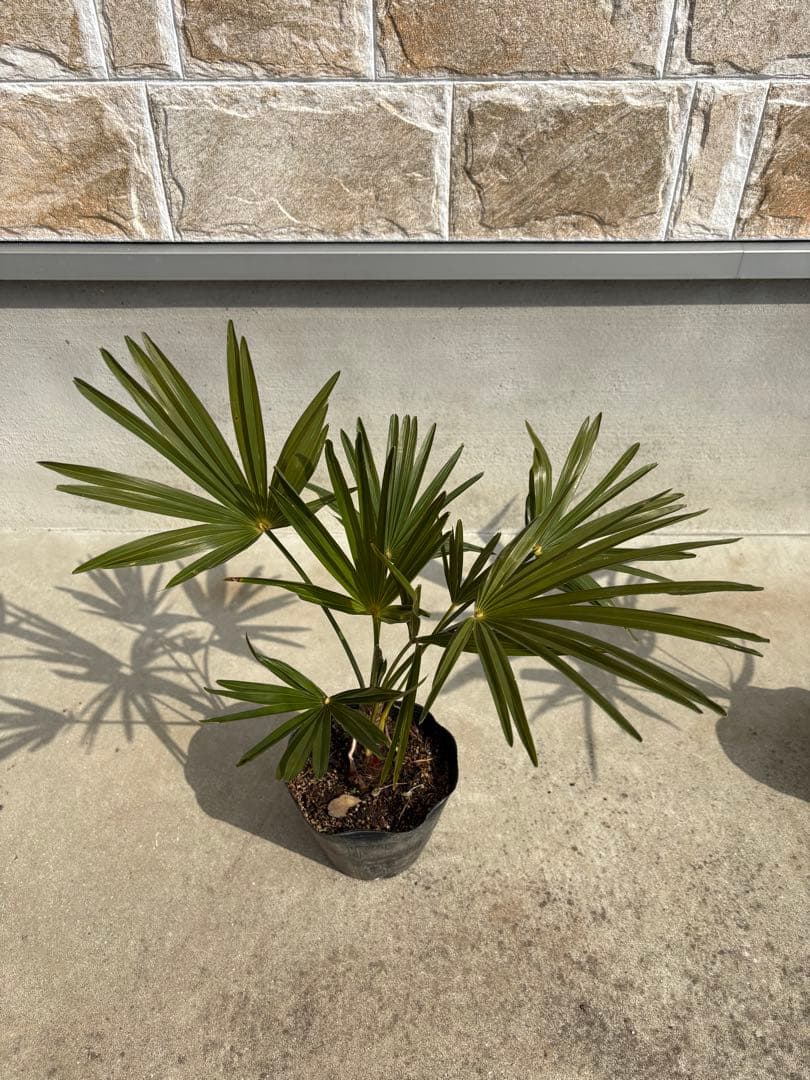 カンノンチク1本！シュロチク1本セット