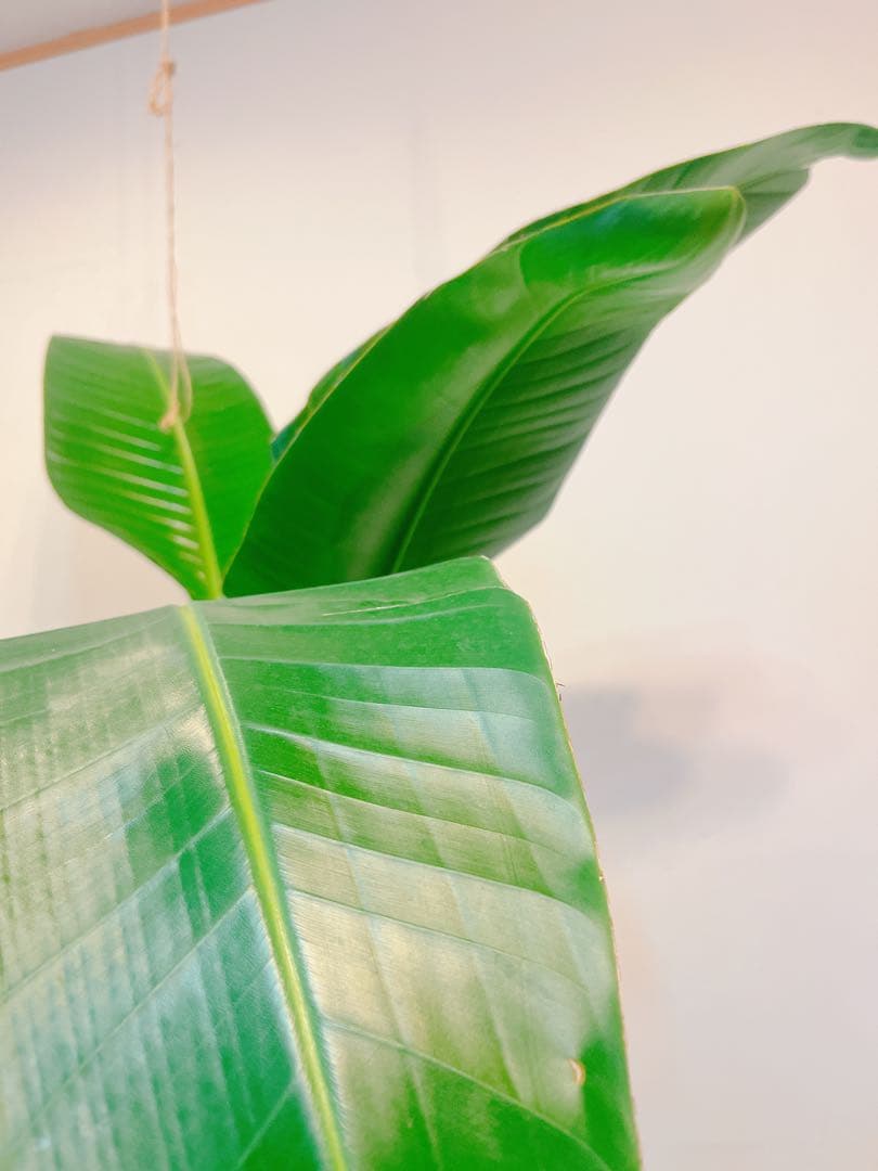 激安！　ストレチア　オーガスタ Ｃ　大型❗️ 184センチ　10号鉢 観葉植物