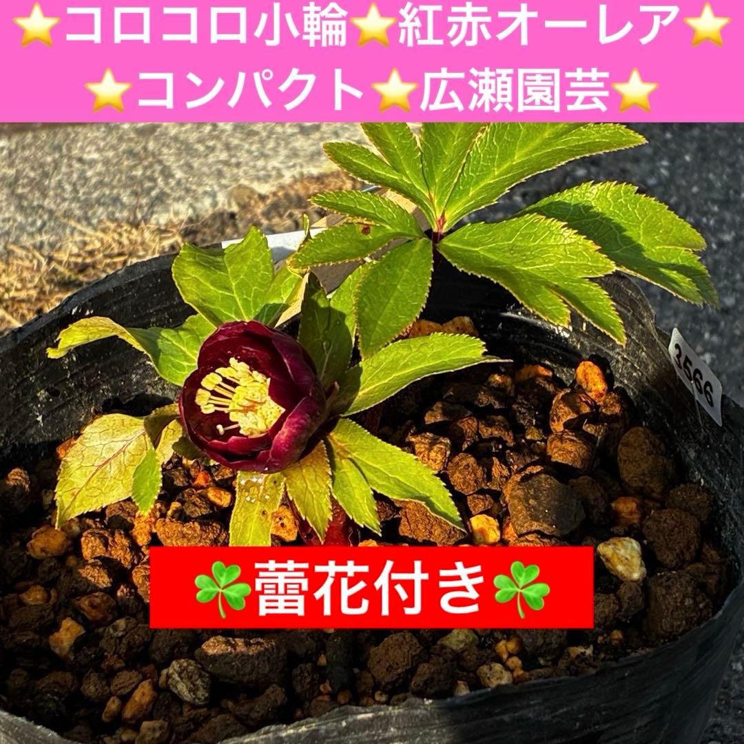 か*l様 3566☘️蕾花付き☘️⭐️コロコロ小輪⭐️紅赤オーレア⭐️コンパクト