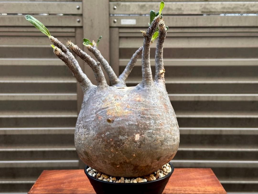 パキポディウムグラキリス 超良形 コレクション 中株 現地球