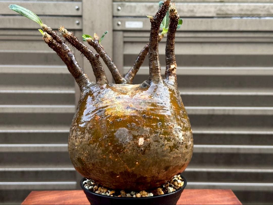 パキポディウムグラキリス 超良形 コレクション 中株 現地球