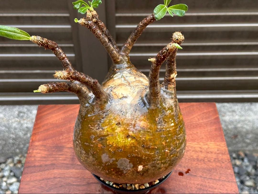 パキポディウムグラキリス 超良形 コレクション 中株 現地球