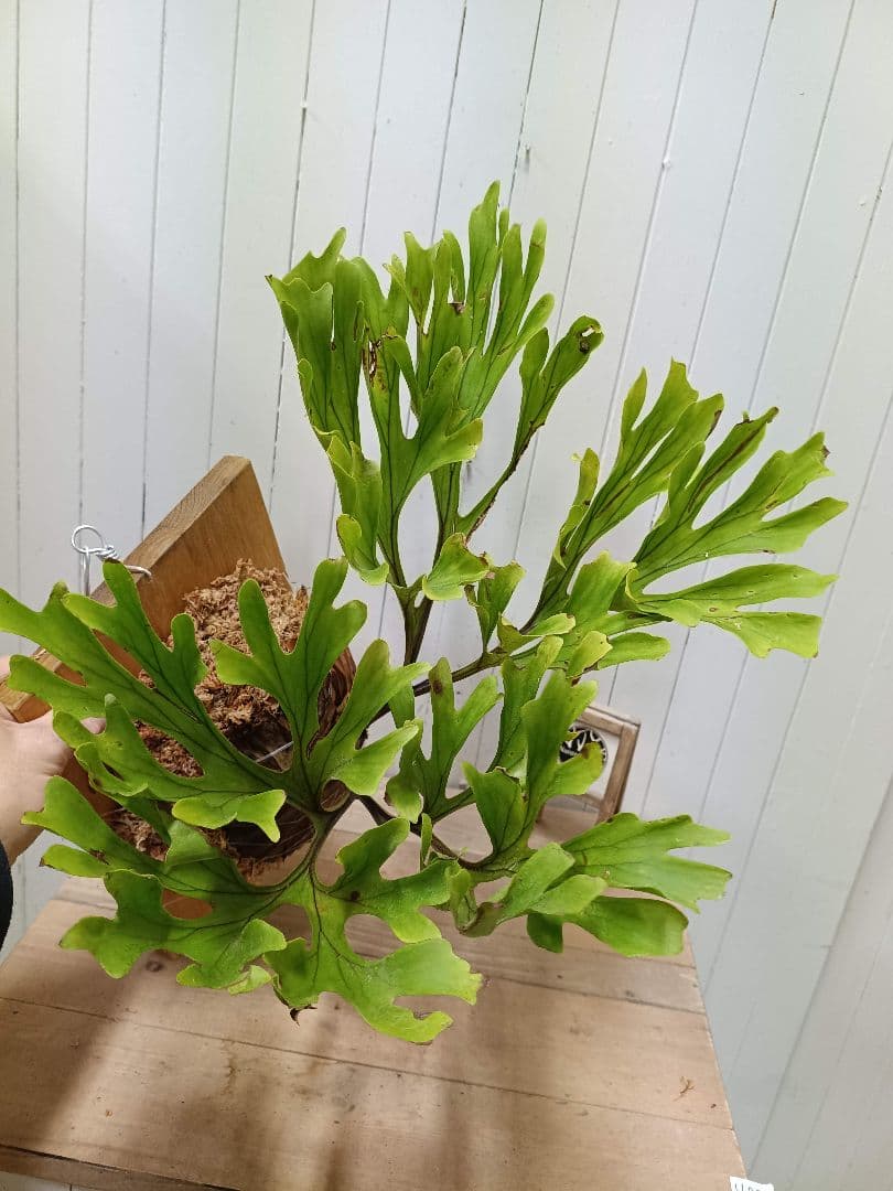 たっちゃんページK251【XLサイズ】 ビカクシダ リドレイ 1/27輸入