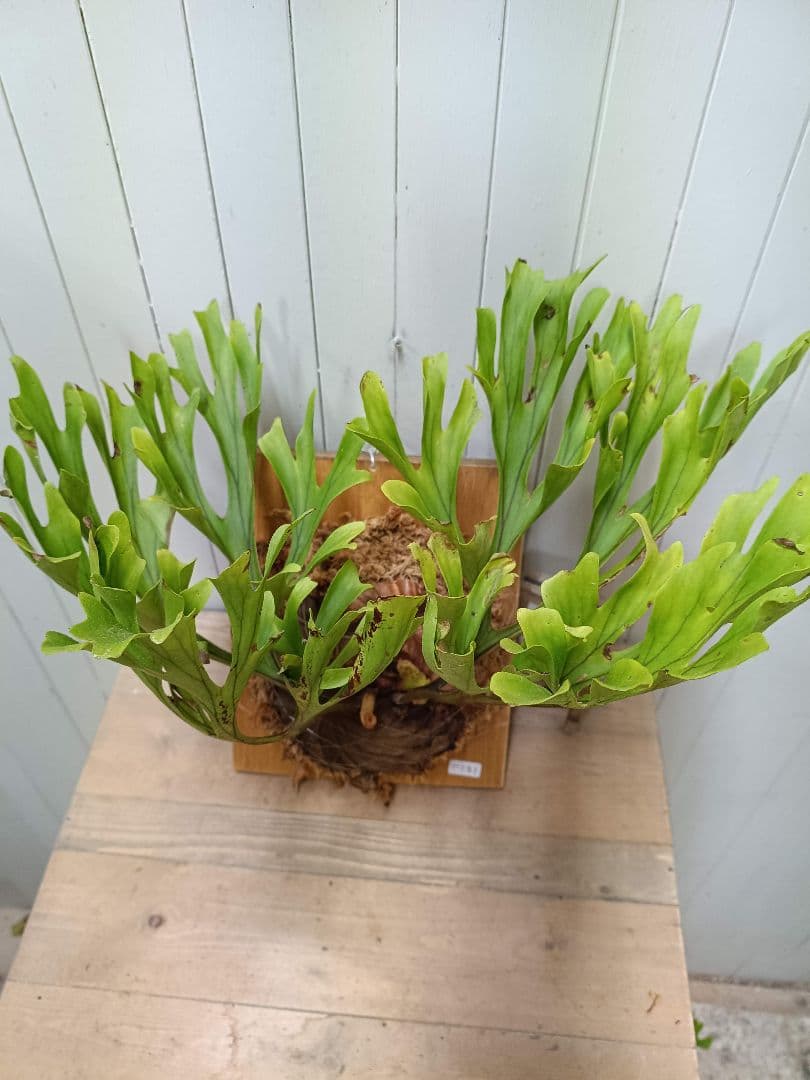 たっちゃんページK251【XLサイズ】 ビカクシダ リドレイ 1/27輸入