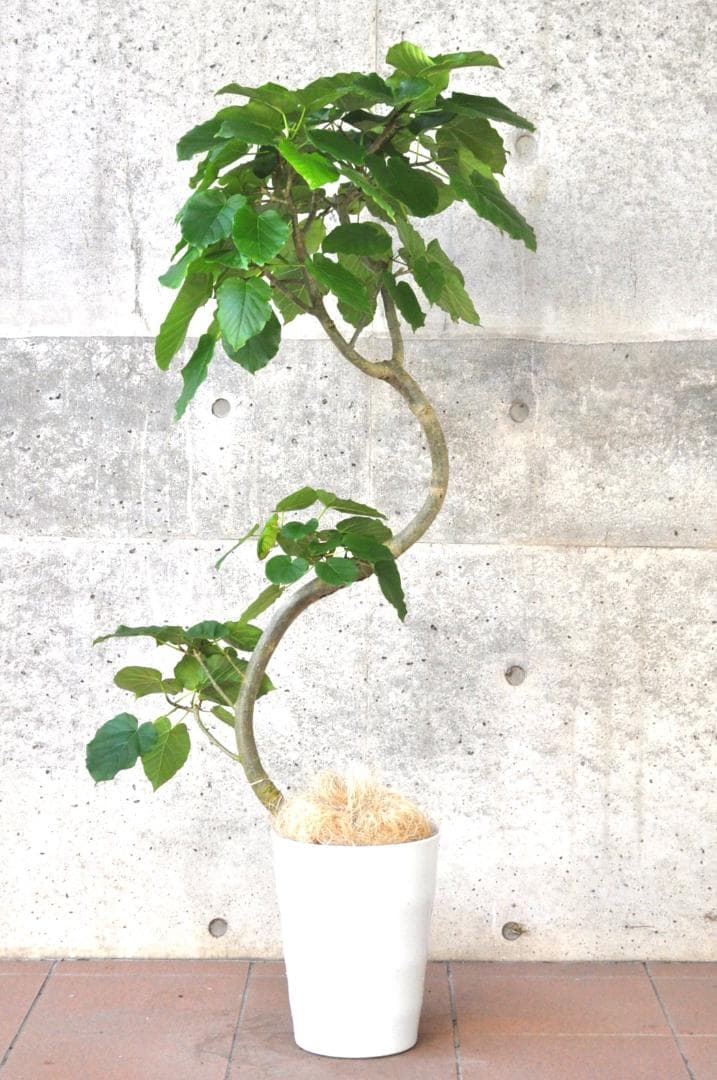 フィカス・ウンベラータ ８号135cm S-shaped tree form