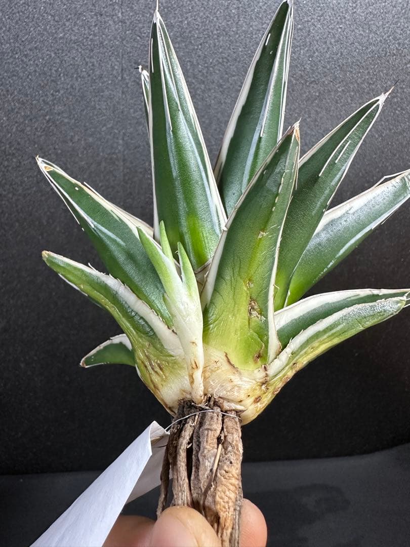 大特価【氷山　親株　完成苗⭐︎】　（アガべ　笹の雪）