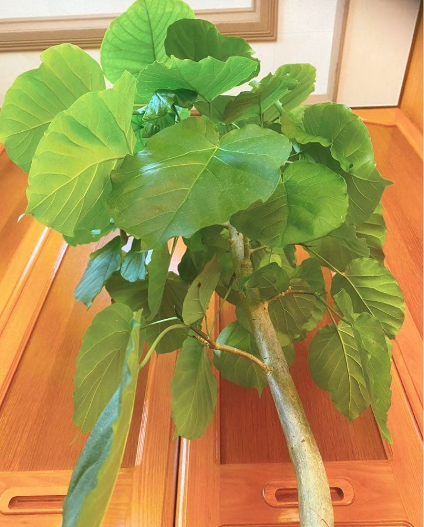 フィカスウンベラータ 8号鉢 高さ140cm