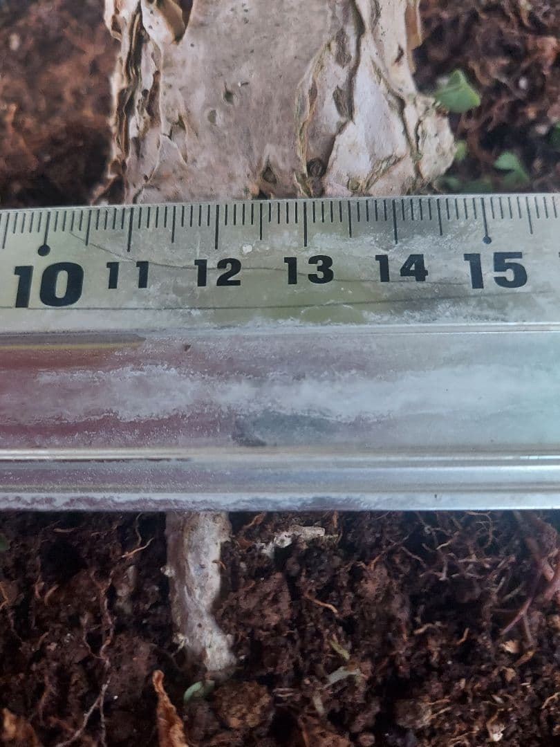 ブーゲンビリアパープル　盆栽用　No15 らくらくメルカリ便発送‼️