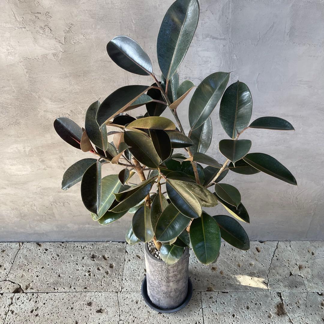 大型　フィカス　バーガンディ　アンティーク調　陶器鉢　植え込み発送