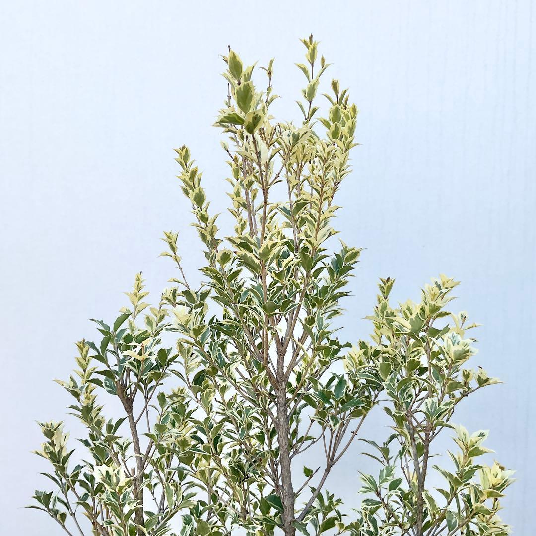 斑入りヒイラギ/ 1029