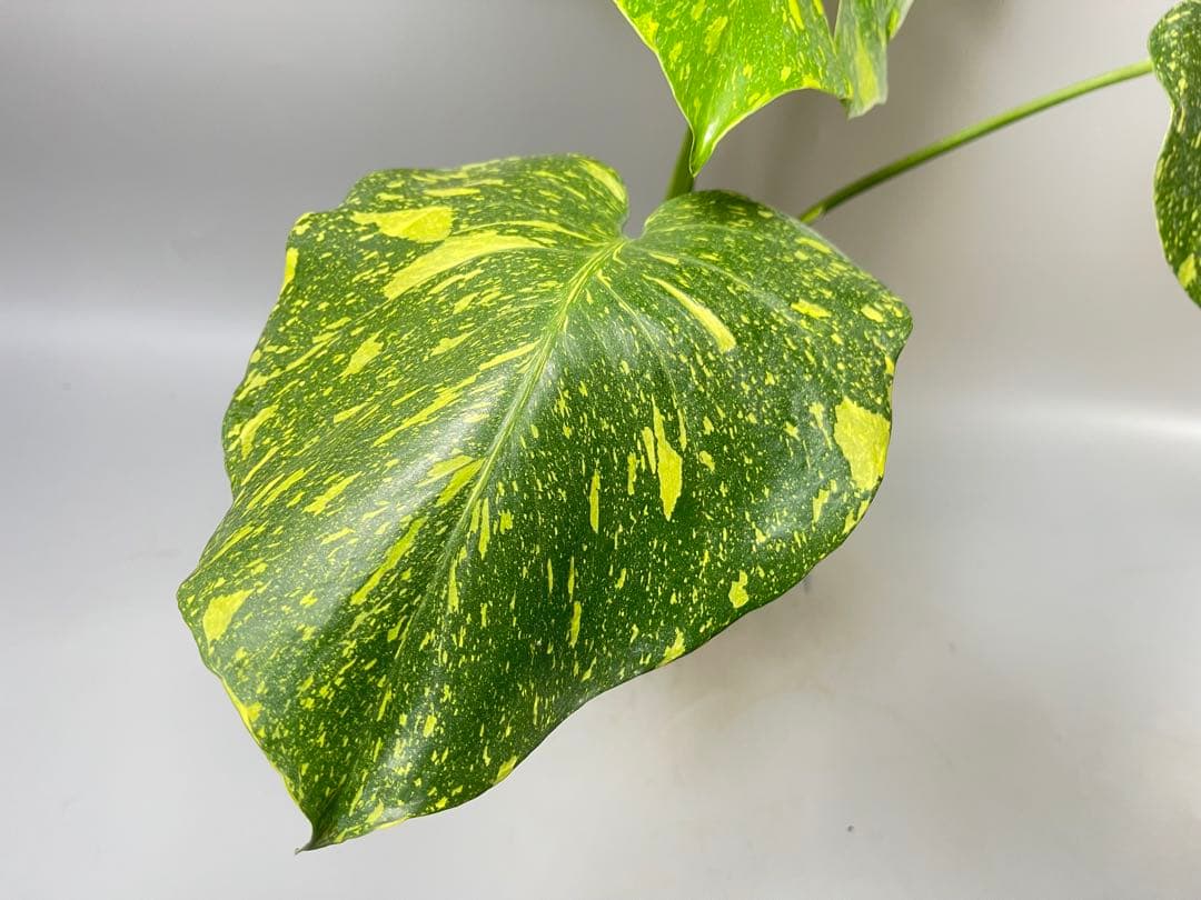 Monstera Electrolyteモンステラ エレクトロライト