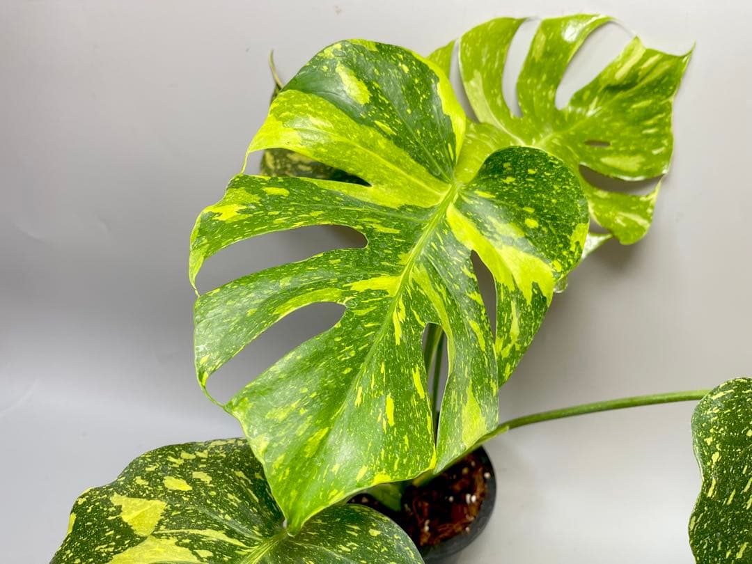 Monstera Electrolyteモンステラ エレクトロライト